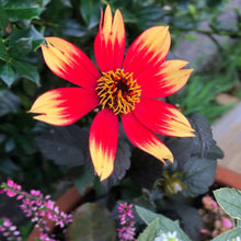 画像をギャラリービューアに読み込む, 【予約商品:10/13発送】ダリア・カクテルアミーゴ 3号 4種セット