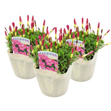 画像をギャラリービューアに読み込む, 【予約商品:1/16発送】オキザリス・もものかがやき 3.5号 3ポットセット