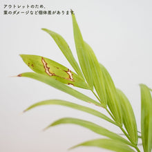 画像をギャラリービューアに読み込む, 【土を使わない観葉植物】テーブルプランツ キューブ (Table Plants CUBE) アウトレット