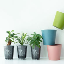 画像をギャラリービューアに読み込む, 【土を使わない観葉植物】テーブルプランツ(Table Plants)×COLOR POT SET