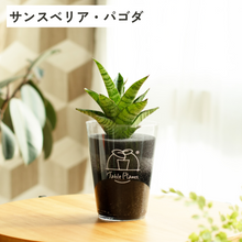 画像をギャラリービューアに読み込む, 【土を使わない観葉植物】テーブルプランツ(Table Plants) サンスベリア