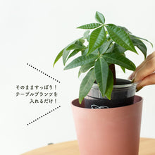 画像をギャラリービューアに読み込む, 【土を使わない観葉植物】テーブルプランツ(Table Plants)×COLOR POT SET