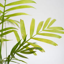 画像をギャラリービューアに読み込む, 【土を使わない観葉植物】テーブルプランツ キューブ (Table Plants CUBE) アウトレット