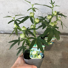 画像をギャラリービューアに読み込む, 【限定24セット】ハイビスカス・ローゼル(白実) 3.5号 2ポットセット ※予約商品:9/28まで 出荷予定:10/3