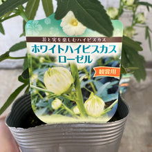 画像をギャラリービューアに読み込む, 【限定24セット】ハイビスカス・ローゼル(白実) 3.5号 2ポットセット ※予約商品:9/28まで 出荷予定:10/3