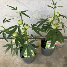 画像をギャラリービューアに読み込む, 【限定24セット】ハイビスカス・ローゼル(白実) 3.5号 2ポットセット ※予約商品:9/28まで 出荷予定:10/3