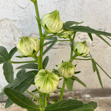 画像をギャラリービューアに読み込む, 【限定24セット】ハイビスカス・ローゼル(白実) 3.5号 2ポットセット ※予約商品:9/28まで 出荷予定:10/3