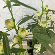 画像をギャラリービューアに読み込む, 【限定24セット】ハイビスカス・ローゼル(白実) 3.5号 2ポットセット ※予約商品:9/28まで 出荷予定:10/3