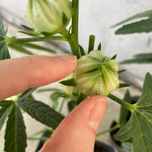 画像をギャラリービューアに読み込む, 【限定24セット】ハイビスカス・ローゼル(白実) 3.5号 2ポットセット ※予約商品:9/28まで 出荷予定:10/3