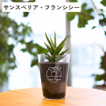 画像をギャラリービューアに読み込む, 【土を使わない観葉植物】テーブルプランツ(Table Plants) サンスベリア