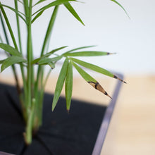 画像をギャラリービューアに読み込む, 【土を使わない観葉植物】テーブルプランツ キューブ (Table Plants CUBE) アウトレット