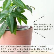 画像をギャラリービューアに読み込む, 【土を使わない観葉植物】テーブルプランツ(Table Plants)×COLOR POT SET