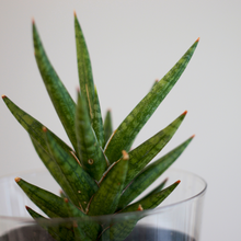 画像をギャラリービューアに読み込む, 【土を使わない観葉植物】テーブルプランツ(Table Plants) サンスベリア