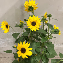 画像をギャラリービューアに読み込む, 【限定48個】ヒマワリ・ソルシーカービーイエロー 5号