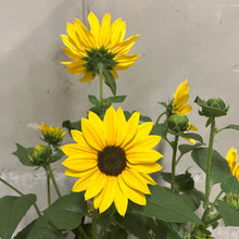 画像をギャラリービューアに読み込む, 【限定48個】ヒマワリ・ソルシーカービーイエロー 5号