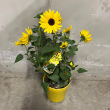 画像をギャラリービューアに読み込む, 【限定48個】ヒマワリ・ソルシーカービーイエロー 5号