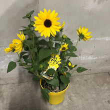 画像をギャラリービューアに読み込む, 【限定48個】ヒマワリ・ソルシーカービーイエロー 5号