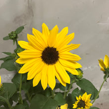 画像をギャラリービューアに読み込む, 【限定48個】ヒマワリ・ソルシーカービーイエロー 5号