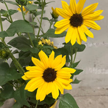 画像をギャラリービューアに読み込む, 【限定48個】ヒマワリ・ソルシーカービーイエロー 5号