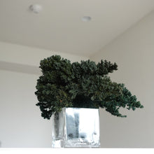 画像をギャラリービューアに読み込む, ドライ盆栽® ガラス花器 組み立てキット 正方形小サイズ(緑)