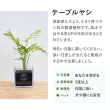 画像をギャラリービューアに読み込む, 【土を使わない観葉植物】テーブルプランツ キューブ (Table Plants CUBE) アウトレット