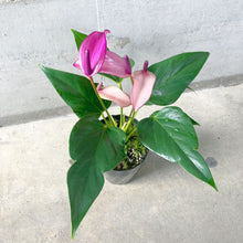 画像をギャラリービューアに読み込む, 【販売期間:6/2まで】アンスリウム・ジゾー(ムラサキ) 4号 1鉢