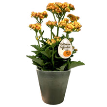 画像をギャラリービューアに読み込む, 【限定12セット】カランコエ’クイーンローズ’ 2種セット(ハロウィンver.) ※予約商品:10/19まで 出荷予定:10/24