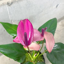 画像をギャラリービューアに読み込む, 【販売期間:6/2まで】アンスリウム・ジゾー(ムラサキ) 4号 1鉢