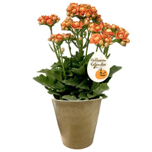 画像をギャラリービューアに読み込む, 【限定12セット】カランコエ’クイーンローズ’ 2種セット(ハロウィンver.) ※予約商品:10/19まで 出荷予定:10/24