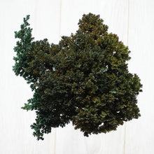 画像をギャラリービューアに読み込む, ドライ盆栽® ガラス花器 組み立てキット 円柱型中サイズ(緑)