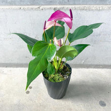 画像をギャラリービューアに読み込む, 【販売期間:6/2まで】アンスリウム・ジゾー(ムラサキ) 4号 1鉢