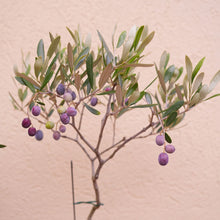 画像をギャラリービューアに読み込む, オリーブの木 8号 アトリエポットカバーセット