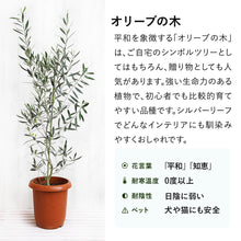 画像をギャラリービューアに読み込む, オリーブの木 8号 アトリエポットカバーセット