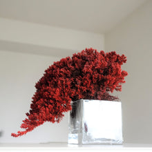 画像をギャラリービューアに読み込む, ドライ盆栽® ガラス花器 組み立てキット 正方形小サイズ(赤)