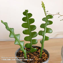 画像をギャラリービューアに読み込む, フィッシュボーン・カクタス 5号 吊鉢