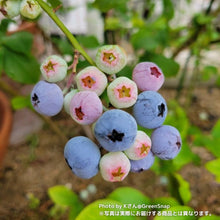 画像をギャラリービューアに読み込む, 【限定40個】2種の実付きブルーベリー(マザーベリー)5号