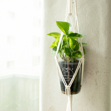 画像をギャラリービューアに読み込む, 【土を使わない観葉植物】つる性テーブルプランツ(Table Plants) ×ハンギングセット