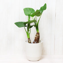 画像をギャラリービューアに読み込む, クワズイモ 7号 シンプル鉢カバーセット