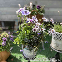 画像をギャラリービューアに読み込む, 【限定40セット】オステオスペルマム・サニー フィリップ 3.5号 3ポットセット ※予約商品:2/16まで 出荷予定:2/28