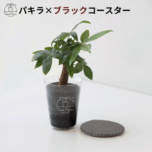 画像をギャラリービューアに読み込む, 【土を使わない観葉植物】 テーブルプランツ(Table Plants) ×カラフルCRYSTAL COASTERセット
