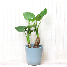 画像をギャラリービューアに読み込む, クワズイモ 7号 シンプル鉢カバーセット