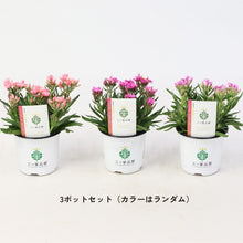 画像をギャラリービューアに読み込む, 【三ツ星品質】ヘリクリサム・ローズビューティー 3.5号 3ポットセット