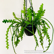 画像をギャラリービューアに読み込む, フィッシュボーン・カクタス 5号 吊鉢