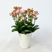 画像をギャラリービューアに読み込む, 【限定30個】カランコエ・メイリーブーケ 5号 ※予約商品:4/27まで 出荷予定:5/6