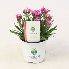 画像をギャラリービューアに読み込む, 【三ツ星品質】ヘリクリサム・ローズビューティー 3.5号 3ポットセット