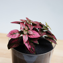 画像をギャラリービューアに読み込む, 【土を使わない観葉植物】つる性テーブルプランツ(Table Plants)ヒポエステス