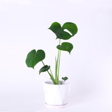 画像をギャラリービューアに読み込む, モンステラ・アダンソニー 5号 マーブル陶器鉢カバーセット