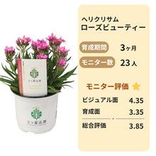 画像をギャラリービューアに読み込む, 【三ツ星品質】ヘリクリサム・ローズビューティー 3.5号 3ポットセット