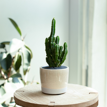 画像をギャラリービューアに読み込む, 【土を使わない観葉植物】カラー グレイズド ポット カバーセット (2号相当) ※テーブルプランツ(Table Plants)アレンジ