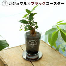 画像をギャラリービューアに読み込む, 【土を使わない観葉植物】 テーブルプランツ(Table Plants) ×カラフルCRYSTAL COASTERセット